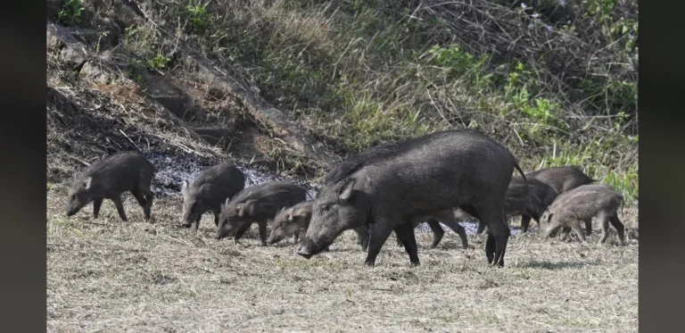 Tamil Nadu Sets Aside Funds for Wild Boar Repellent in Agriculture Budget