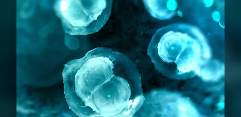 Study Explores Role of Specific Cells in Uterine Adhesion Fibrosis