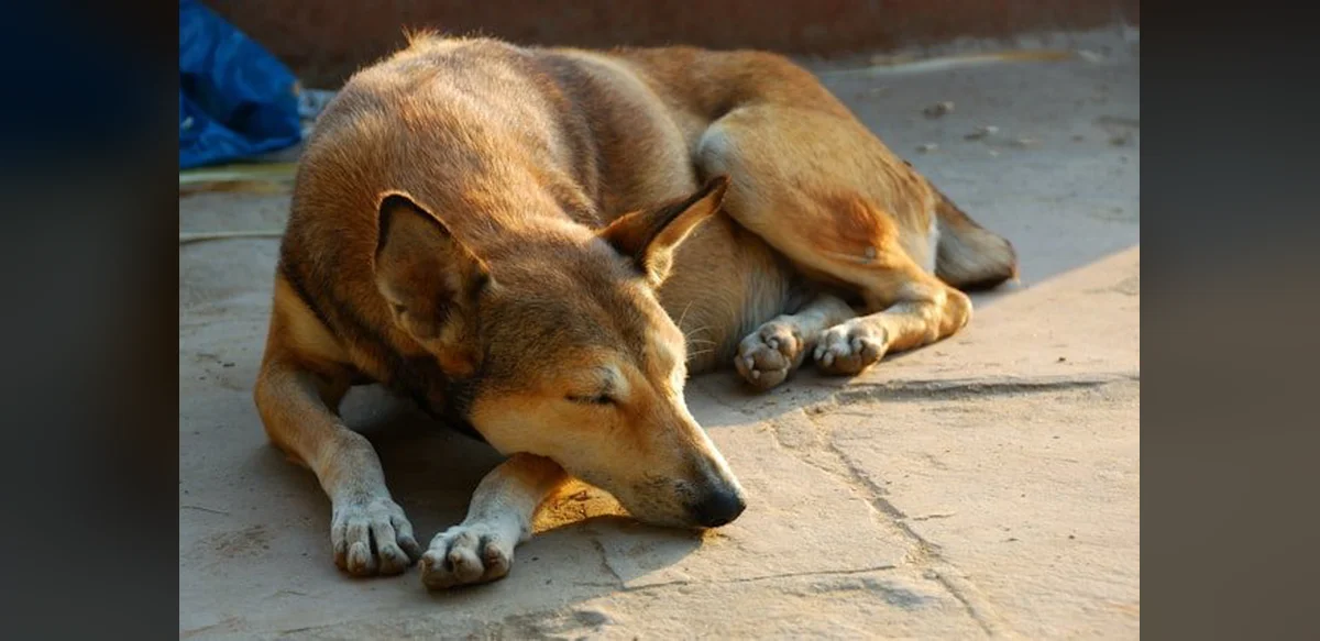 Street Dogs: Why India Cannot and Should Not Remove Its Canines