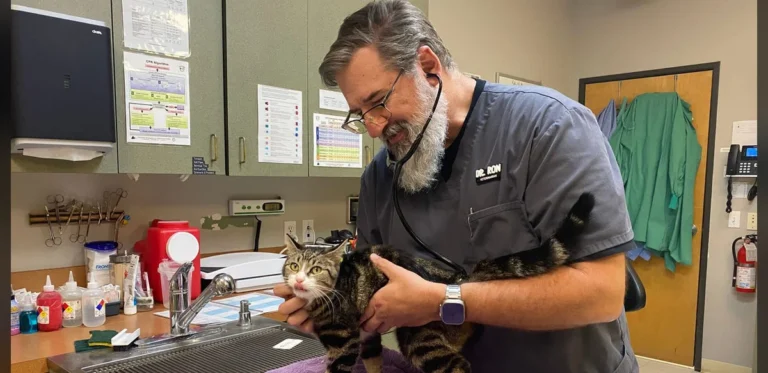 Veterinarian Trades High-Paying Management Role for ‘Soft Retirement’ and Higher Earnings