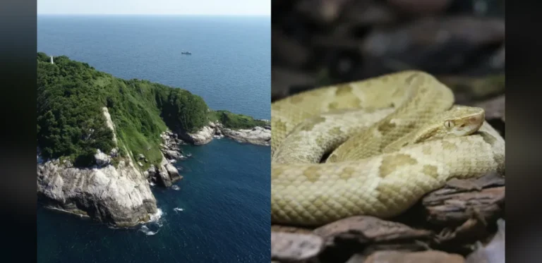 Brazil’s Remote Snake Island Hosts Critically Endangered Vipers With Highly Potent Venom
