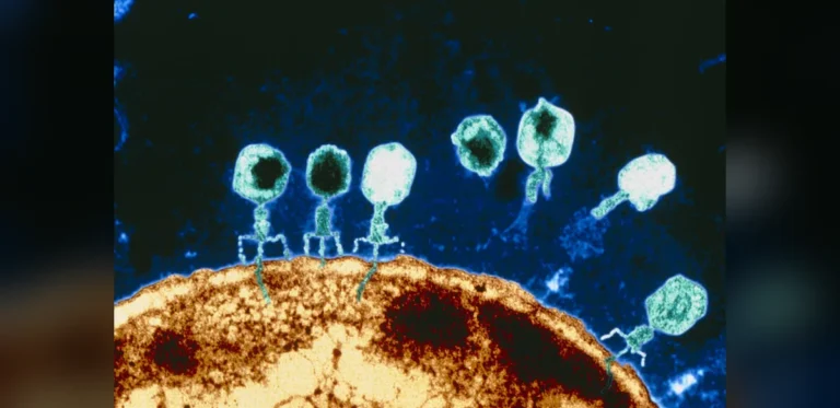 CRISPR-enhanced phages aid recovery from resistant E. coli infection