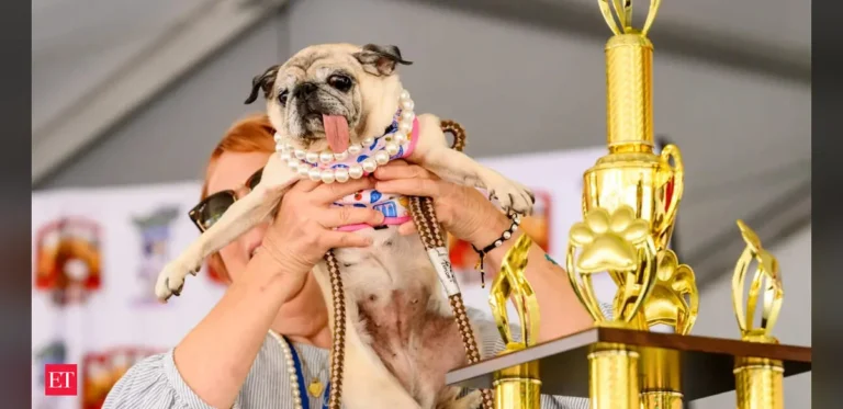 Rescued Pug From South Korea Earns World’s Ugliest Dog Title After Repeated Entries