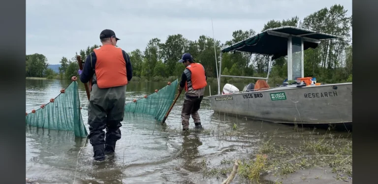 Dredged Material Forms New Islands for Salmon Habitat Research on Columbia River