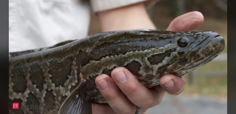 Maryland Pond Discovery in 2002 Ignites National Alarm Over Invasive Northern Snakehead