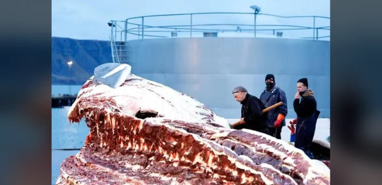 Marine Mammals Show Elevated Iron Levels in Muscle Tissue