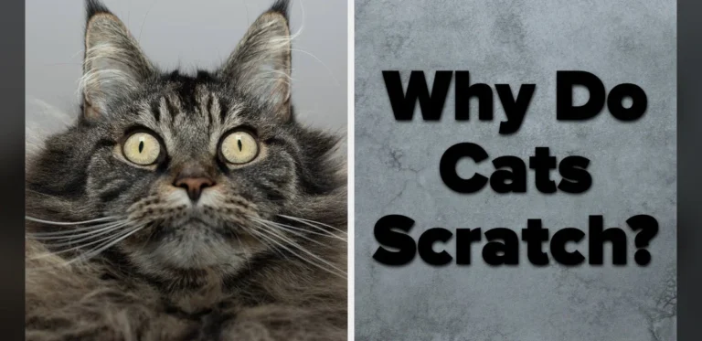 Feline Trivia Challenge Tests Knowledge of Cat Owners