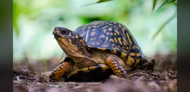 Smithsonian Researchers Use X-rays, Cups and Thread to Locate Turtle Nests with High Predation Rate