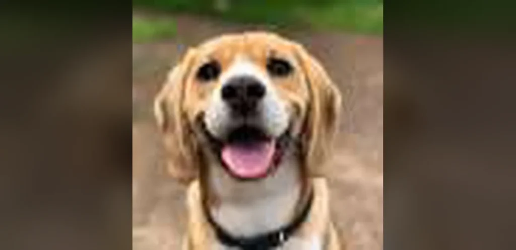 Dogs Evolved Distinct Traits Worldwide to Align With Human Needs