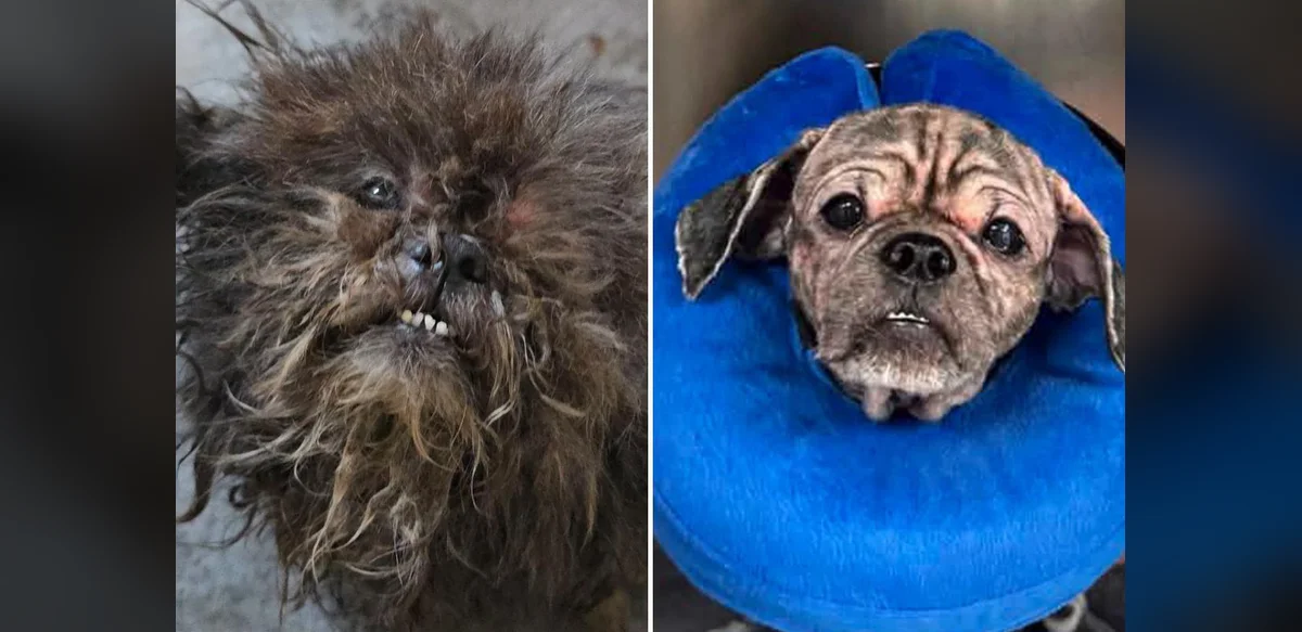 Two Abandoned Dogs Found in Poor Condition in New York City Basement