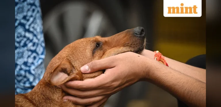 MRI Study Finds Dogs Process Distinct Human Emotions Differently