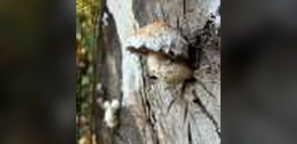 Fungal Lifespan Remains Difficult to Measure as Mycelium Networks Expand, Fragment and Renew