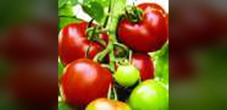 Tomato ‘Golden Hour’ Timing Study May Support Drought-Resistant Crop Breeding