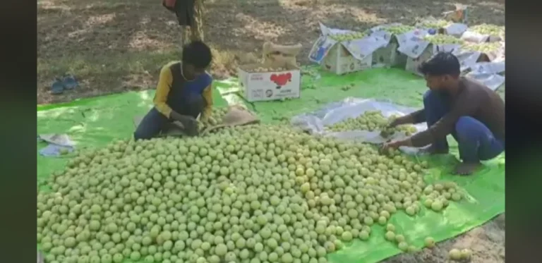 One District One Product Initiative Boosts Amla Industry in Pratapgarh