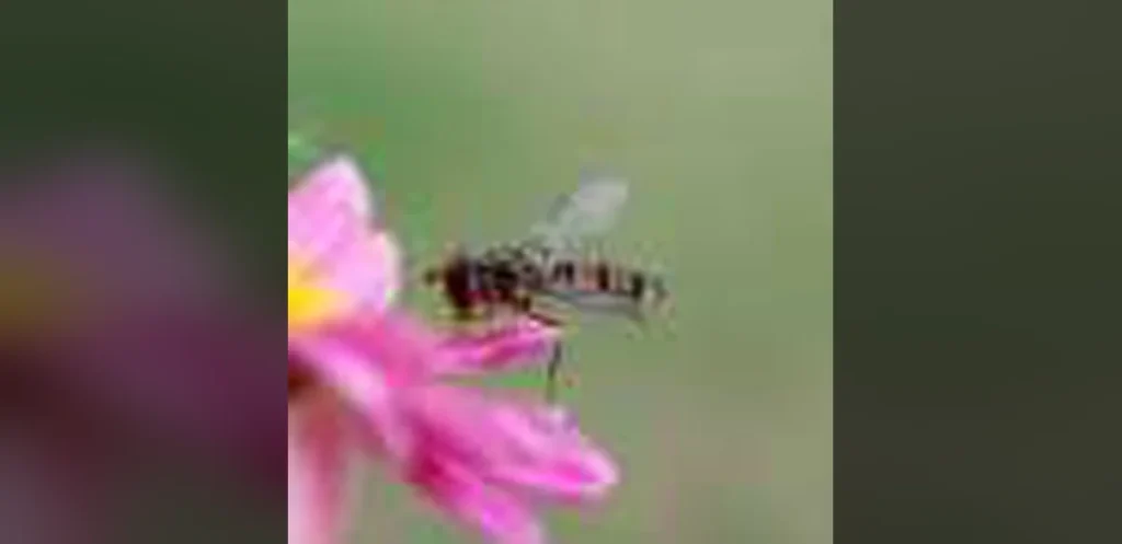 Oxygen Scarcity at Higher Elevations May Restrict Insect Movement Amid Rising Temperatures