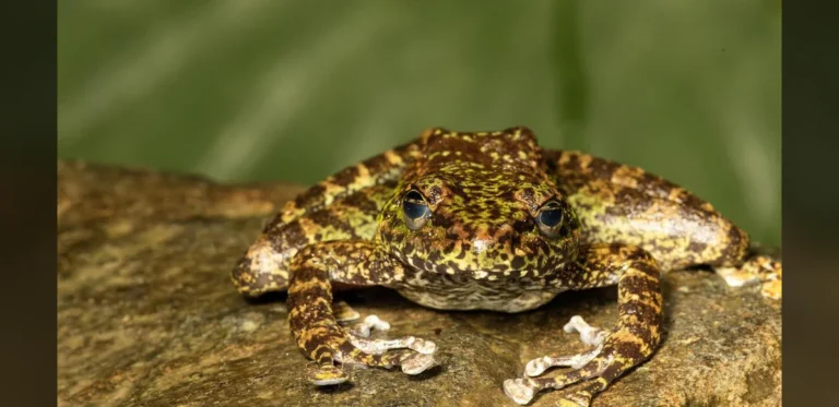 Scientists Identify Three New Cascade Frog Species in Northeast India