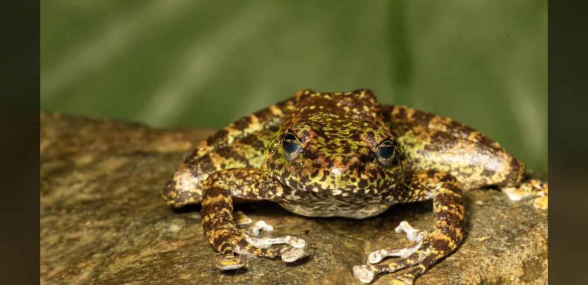 Scientists Identify Three New Cascade Frog Species in Northeast India