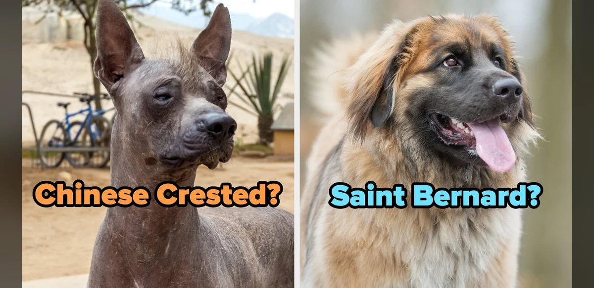 Can You Actually Identify These Rare Dog Breeds?
