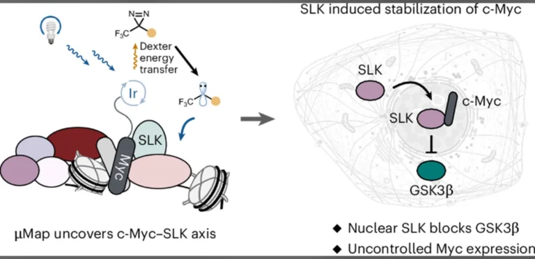 Study Maps Cancer-Specific Interactions of c-Myc Using Photoproximity Labeling