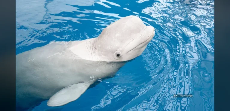 Study Suggests Beluga Whales May Recognize Themselves in Mirrors