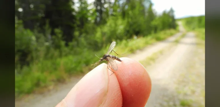 Iceland Records First Mosquitoes in Rural Kjós Area