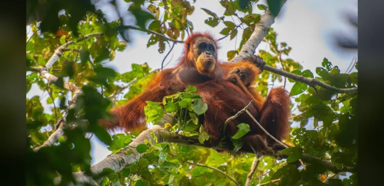 Experts Warn AI Wildlife Images May Mislead Public and Harm Conservation