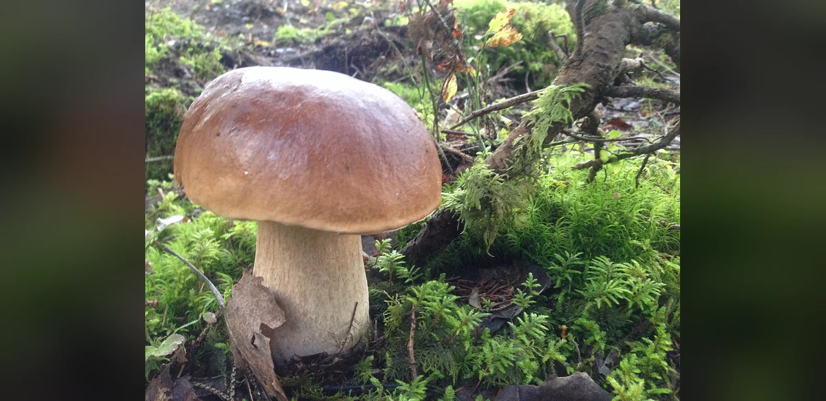 Latvia Honors Popular Mushroom With New Passenger Train Name