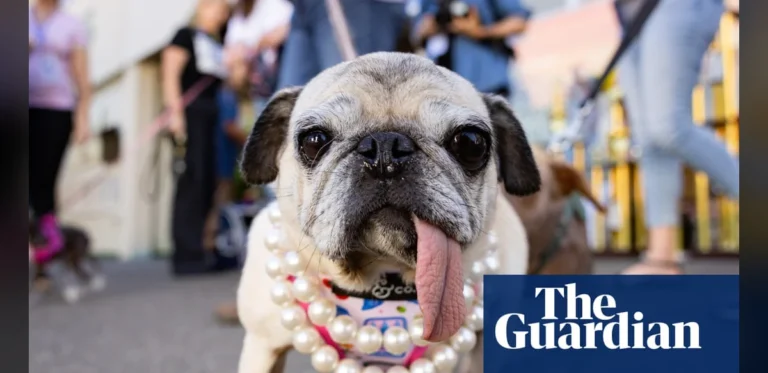 World’s Ugliest Dog contest 2026 – in pictures
