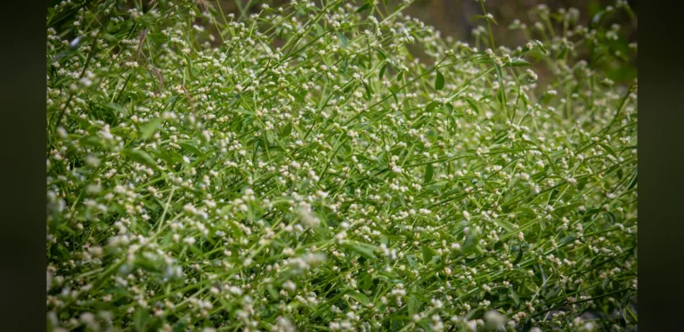 Invasive Parthenium Weed Spreads Across India, Prompting Control Efforts