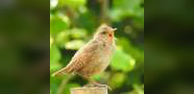 Even low-level traffic noise can reduce birdsong’s stress-relieving effects