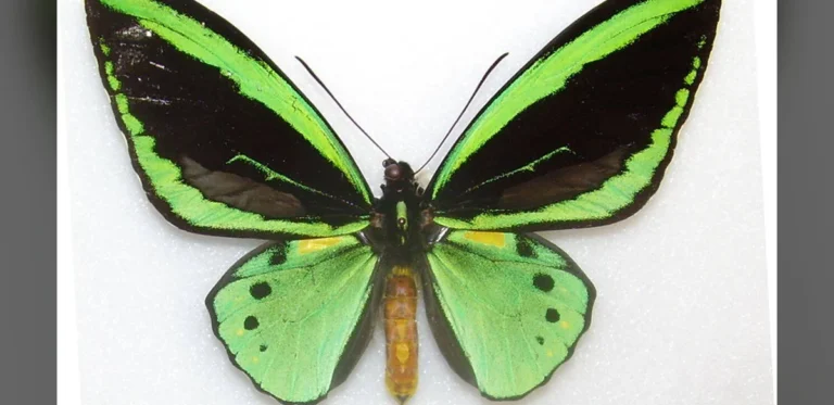 Butterfly Wing Structures Could Enhance Solar Panel Efficiency