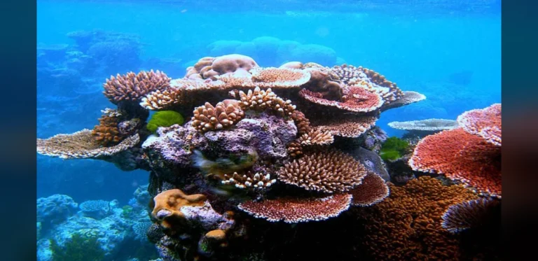 Great Barrier Reef Coral Cover Rises to 35.1 Percent After Bleaching