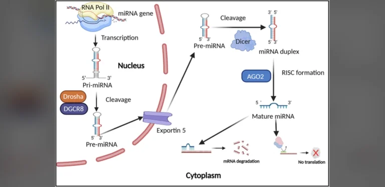 MicroRNAs and Exosomal Variants Offer New Avenues for Lung Cancer Detection and Care