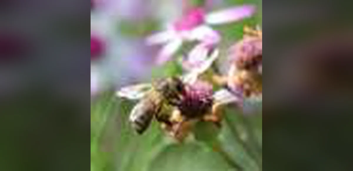 Study Finds Honeybees Face Nectar Shortages in Late Summer