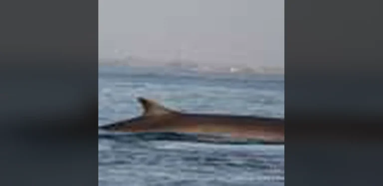Blue and Fin Whales Show Gradual Recovery in Southeast Atlantic Decades After Whaling