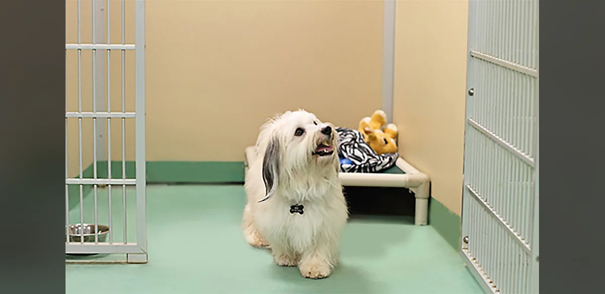 Cyprus Pet Hotels Assessment Report Scheduled for Early September Release