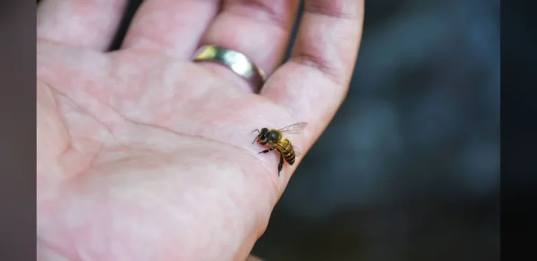 Nurse Advises Calling 111 for Concerning Symptoms Following Wasp or Bee Stings
