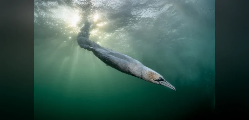 Spectacular Seabird Plunge Takes Top Honor in Annual Bird Photography Contest