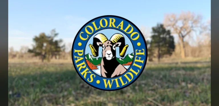 Bear Scratches Resident Resting in Backyard Chair in Steamboat Springs as Officials Note Increased Wildlife Activity