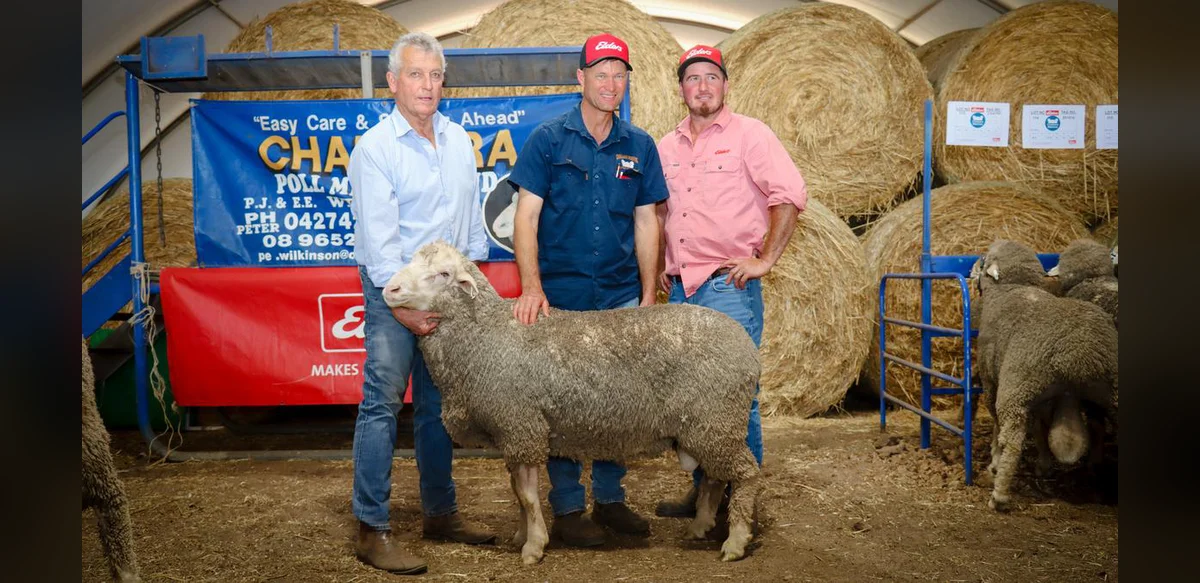 Strong Demand Drives Record Average at Challara Ram Sale