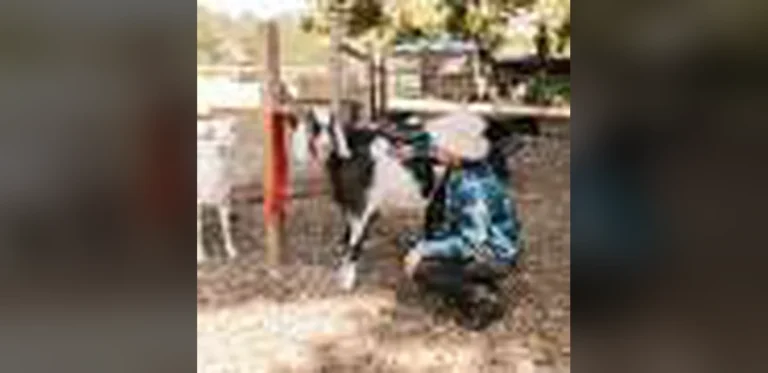 Can what we feed farm animals directly benefit our own health?