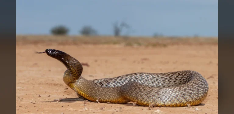 1950 Taipan Bite Incident Leads to Antivenom That Saved a Child Years Later