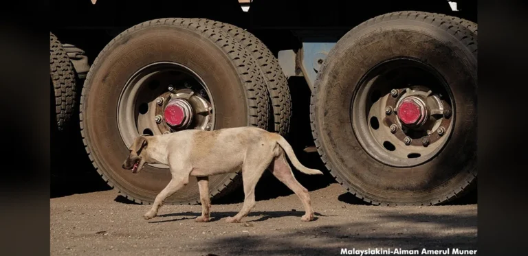 Operation to Round Up Stray Dogs Begins in Batu Pahat After Recent Child Incident