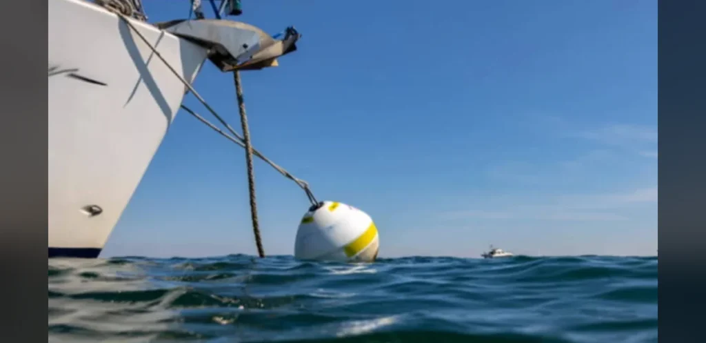 Eco-Moorings Aid Seagrass Recovery at Studland Bay