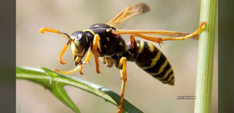 Britain’s wasps unusually scarce this summer, researchers struggle to locate specimens