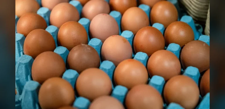 Expert Warns Official Numbers May Understate Scale of Salmonella Cases