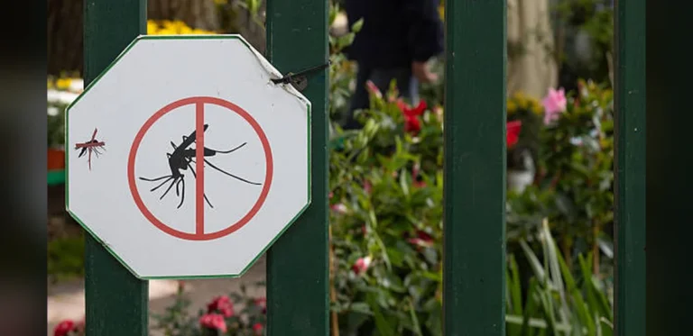 Human activity has shaped the genetic diversity of dengue mosquitoes in India