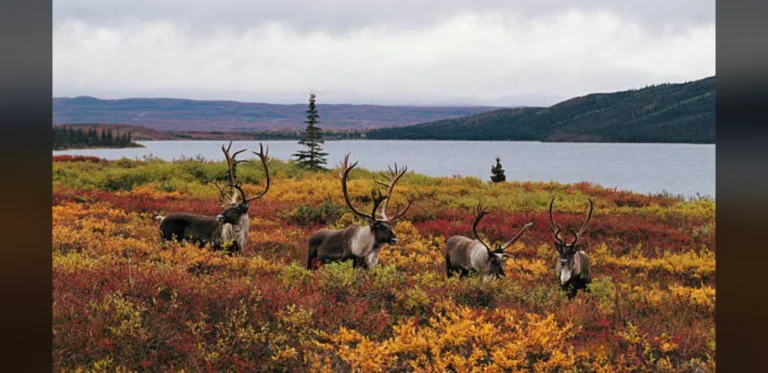 British Columbia Considers Extending Wolf Management Program Amid Caribou Concerns