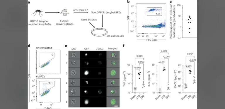 Research Uncovers How Malaria Parasites Activate Protective Immunity