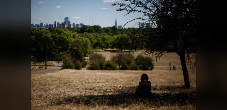 Trees in Southeastern England Cities Struggle Amid Shifting Weather Patterns